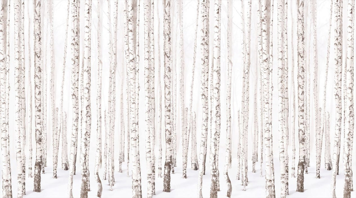 Muted White Vintage Nordic Birch Forest Wallpaper Mural in main