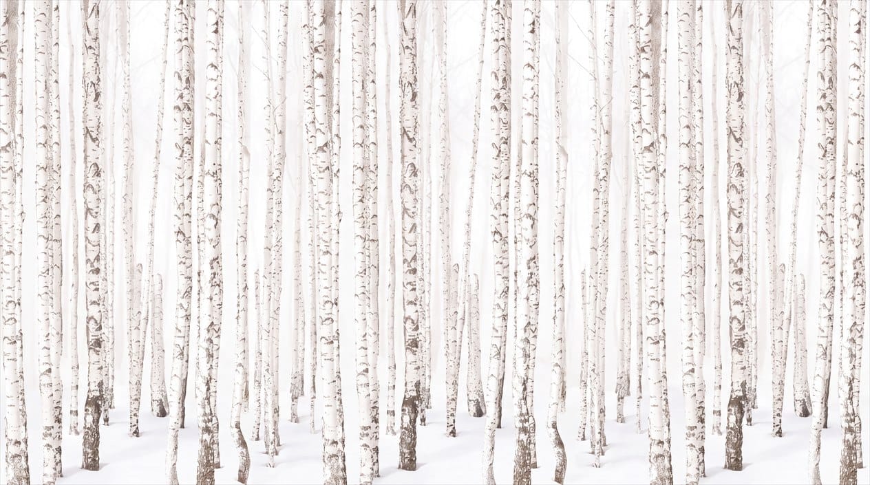 Muted White Vintage Nordic Birch Forest Wallpaper Mural