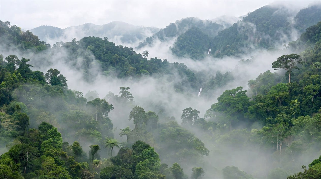 Emerald Green Photographic Tropical Misty Forest Wallpaper Mural scene image