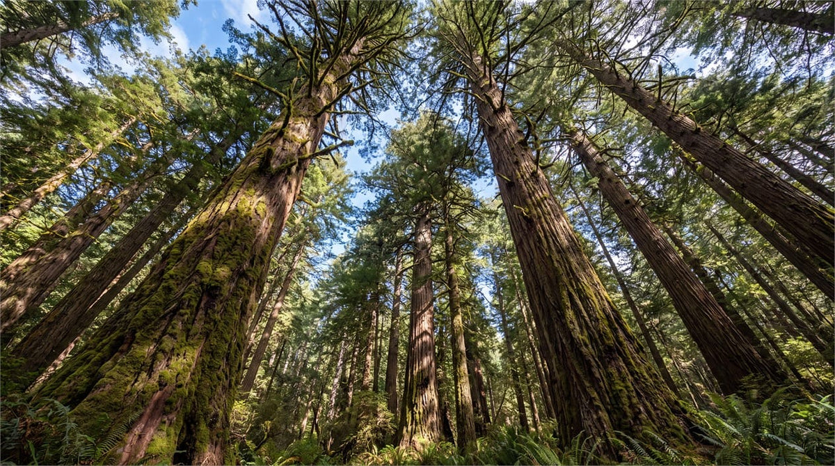 Sunlit Upward View Giant Redwood Forest Wallpaper Mural in redwood