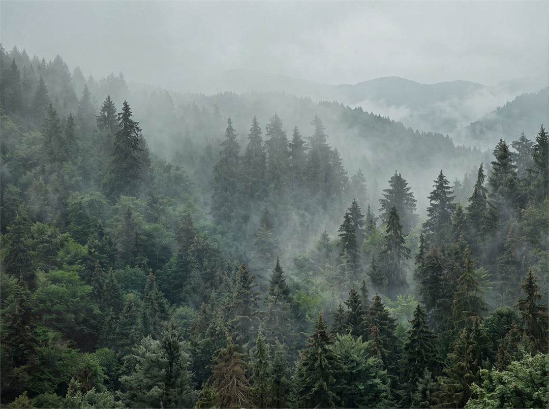 Forest Green Photographic Alpine Misty Forest Wallpaper Mural scene image