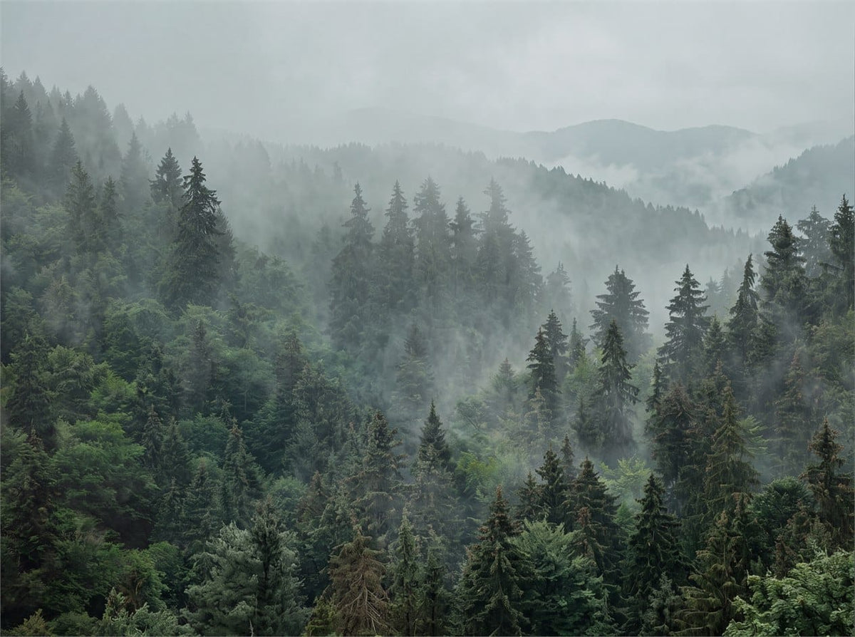 Forest Green Photographic Alpine Misty Forest Wallpaper Mural scene image