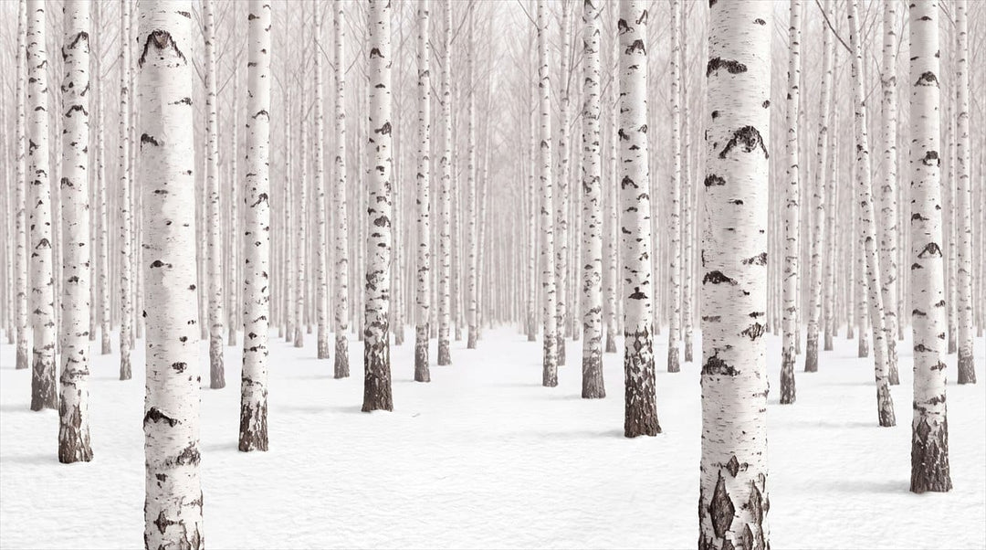 Calm White Nordic Woodland Birch Forest Wallpaper Mural in white