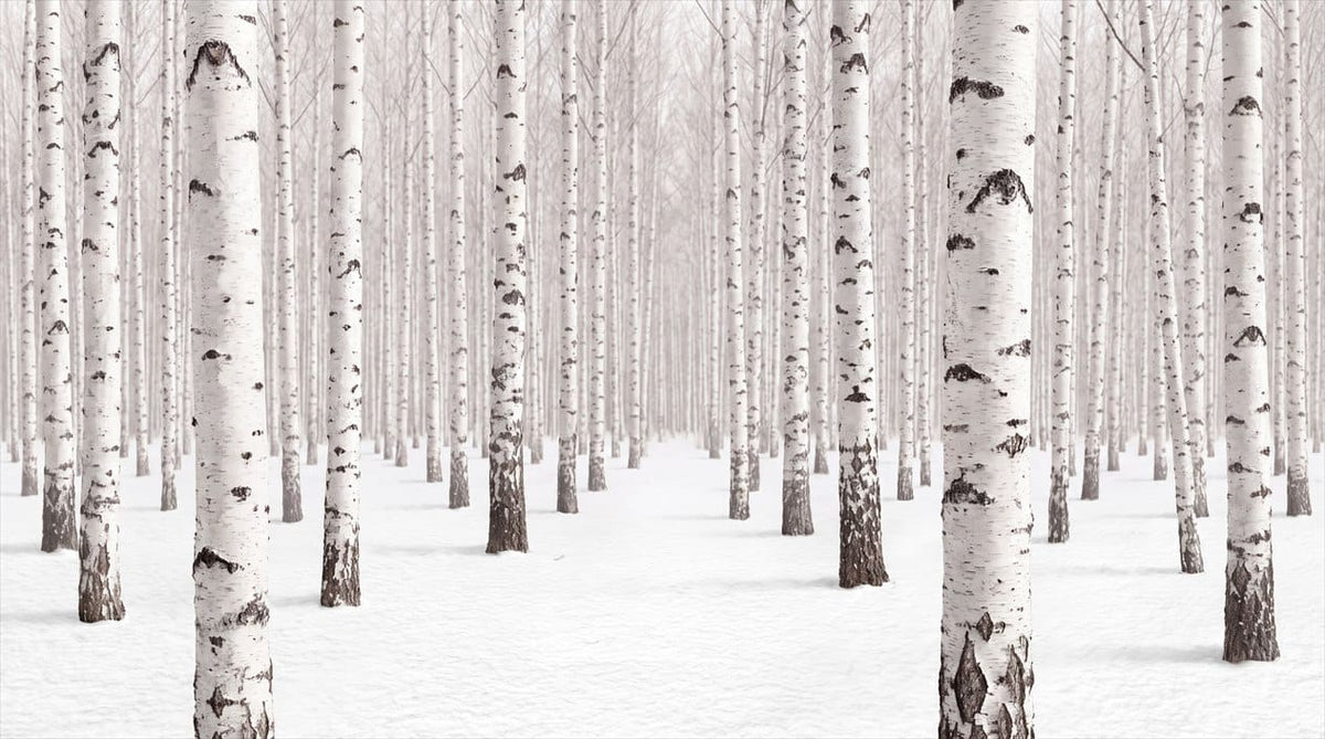 Calm White Nordic Woodland Birch Forest Wallpaper Mural in white
