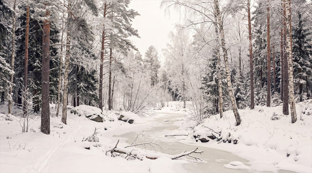 Ice Blue Nordic Pine Winter Forest Wallpaper Mural in winter