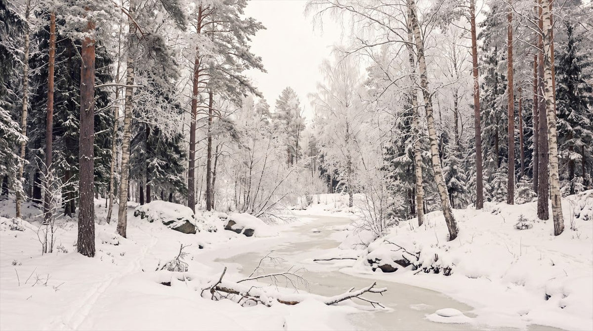 Ice Blue Nordic Pine Winter Forest Wallpaper Mural in winter
