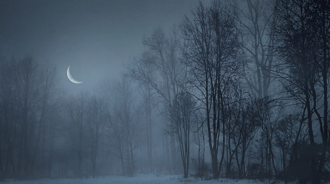 Dark Fog Enchanted Nordic Night Forest Wallpaper Mural in winter