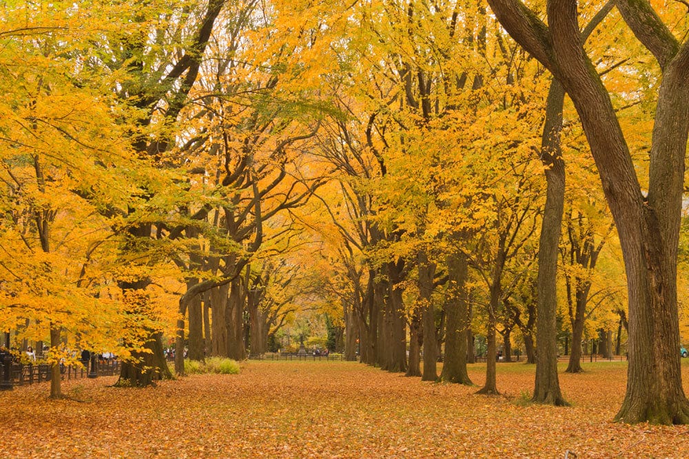 Golden Autumn Forest Path Scenic Mural Wallpaper for Cosy Interiors