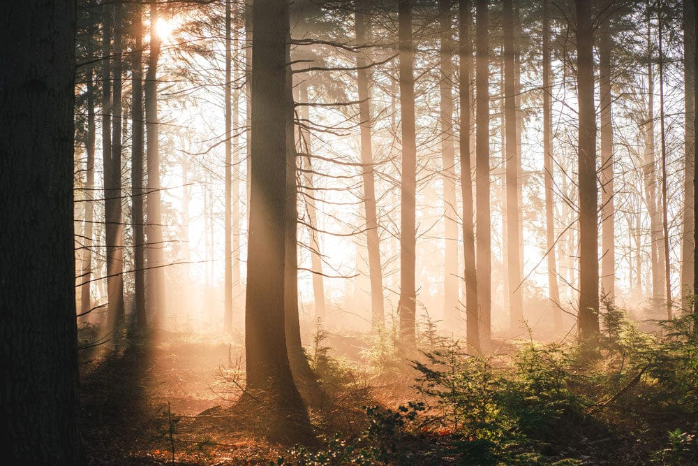 Serene Sunset Forest Mural Wallpaper: Warm Woodland Nature Escape Design