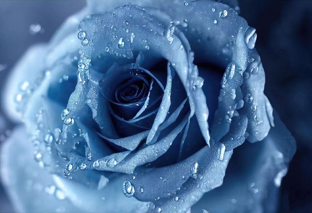 Elegant Blue Rose Floral Mural Wallpaper with Water Droplets Illusion