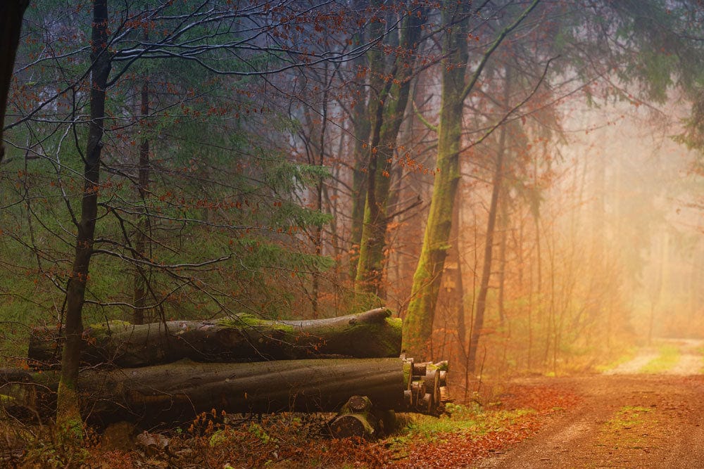 Serene Woodland Landscape Mural Wallpaper - Misty Autumn Forest Scene