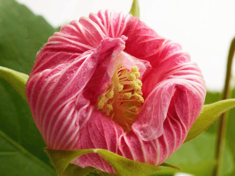 Blossoming Pink Hibiscus Floral Wallpaper - Elegant Nature-Inspired Home Décor
