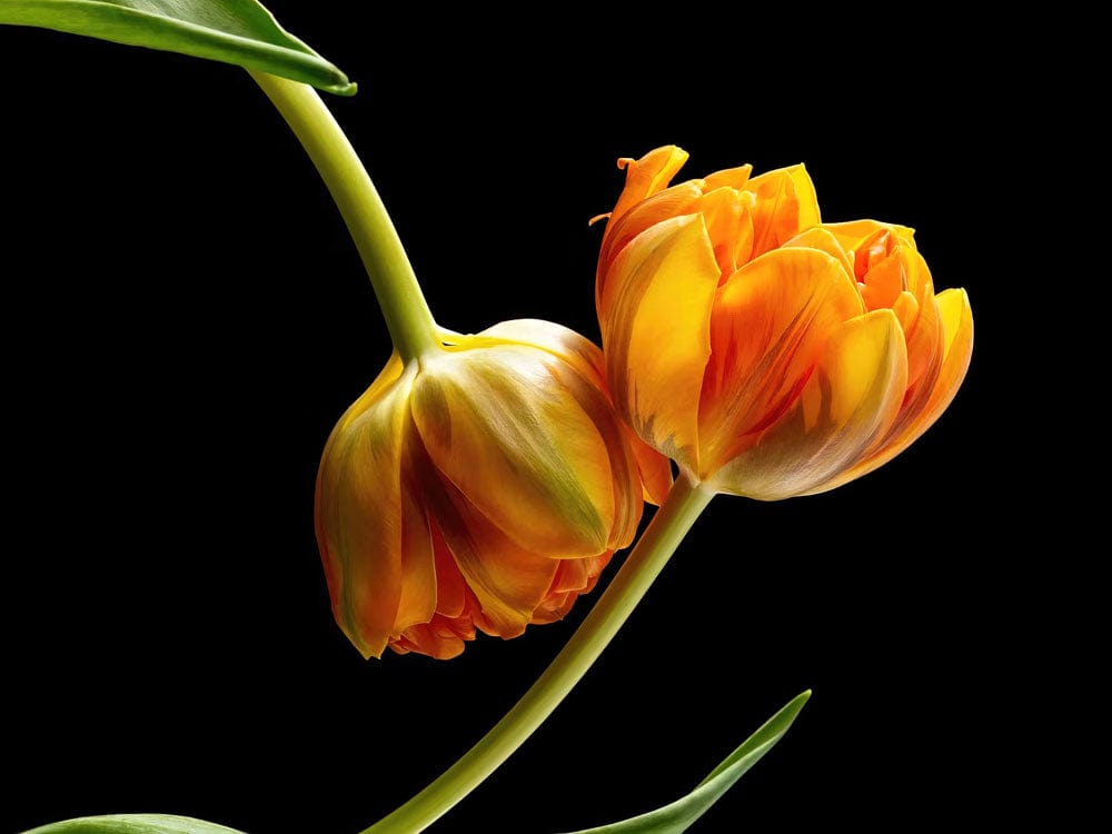 Vibrant Orange Tulip Floral Mural Wallpaper - Contemporary Botanical Design