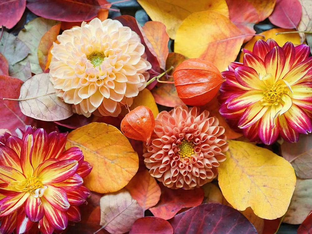 Autumn Blossom Delight Floral Mural Wallpaper - Vibrant Yellow and Red Elegance