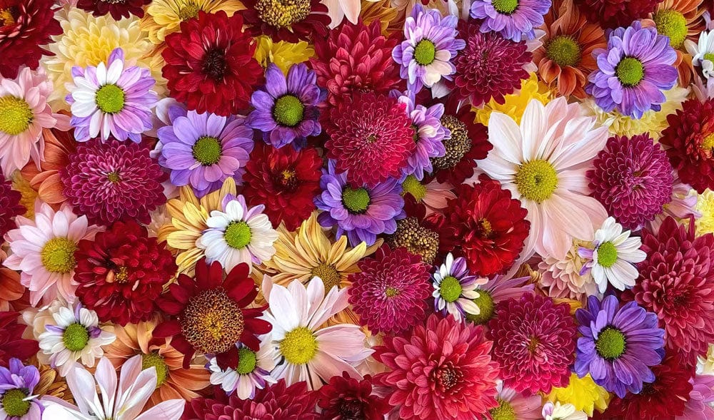 Vibrant Multicolour Floral Patterned Wallpaper for Stylish Home Décor.