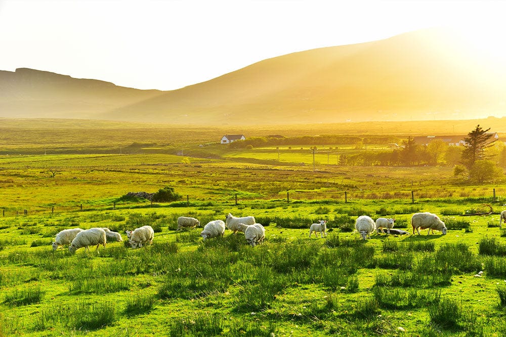 Tranquil Green Countryside Wallpaper with Sheep Pastoral Landscape Scene