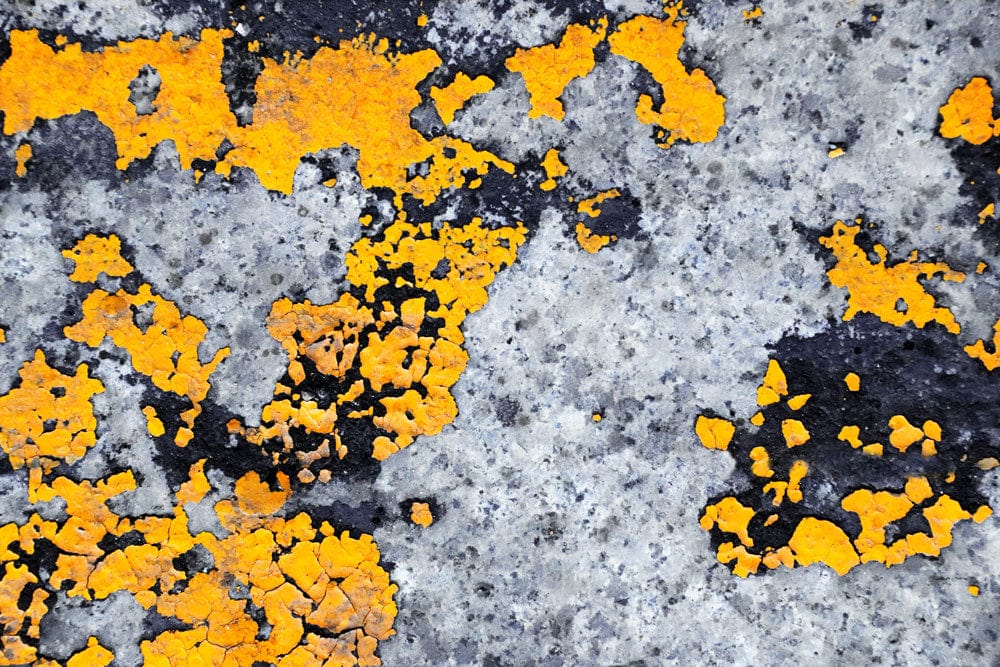 Urban Lichen Textured Yellow and Grey Industrial Style Wallpaper Mural
