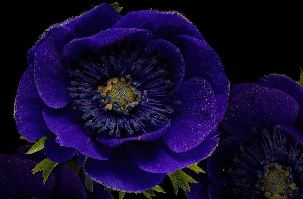 Midnight Blue Botanical Blooms Mural Wallpaper - Luxurious Floral Elegance