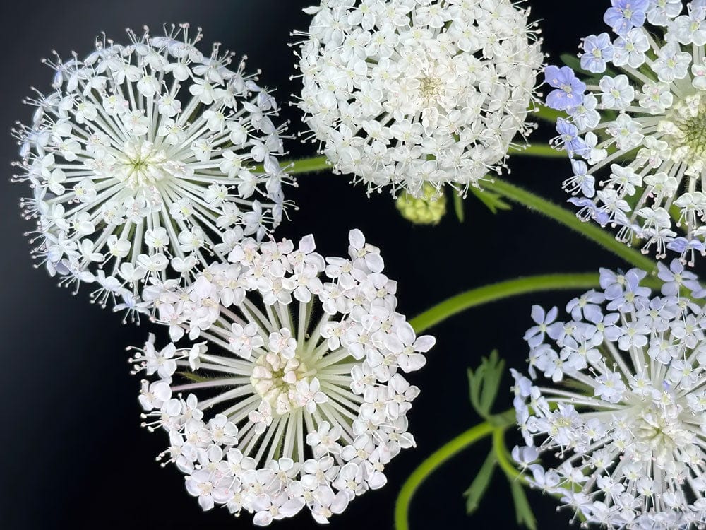 Elegant White and Lavender Flower Mural Wallpaper for Botanical Interiors