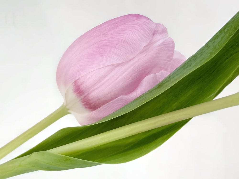 Elegant Pink Tulip Mural Wallpaper Floral Design for Modern Interiors