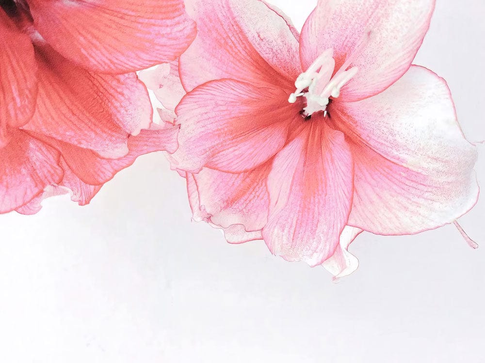 Elegant Pink Floral Blossom Wall Mural - Contemporary Design for Chic Interiors