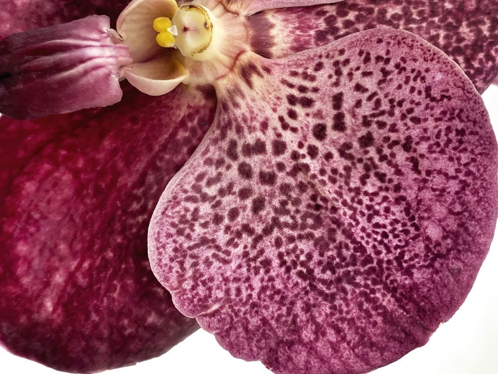 Orchid Elegance: Rich Burgundy Floral Pattern Mural Wallpaper for Luxurious Interiors