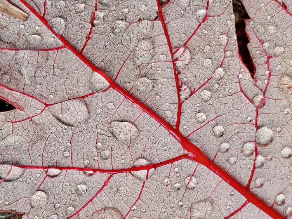 Red Vein Natural Leaf Design Wallpaper - Textured Botanical Elegance