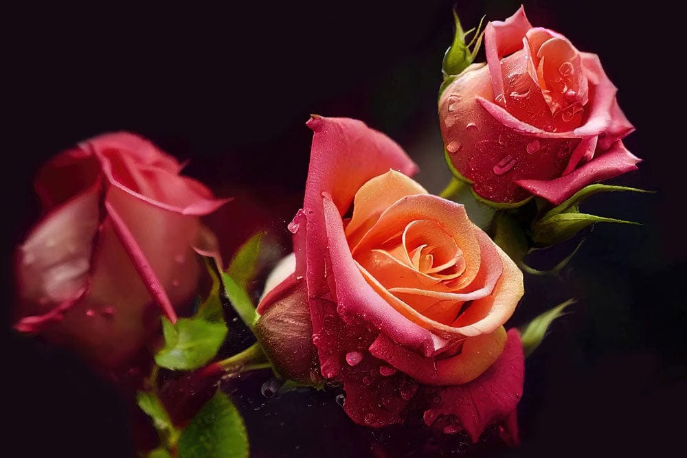 Elegant Pink and Peach Roses with Dew Mural Wallpaper Design