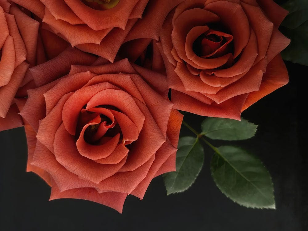 Elegant Terracotta Rose Blossom Wallpaper with Dark Botanical Elements Design