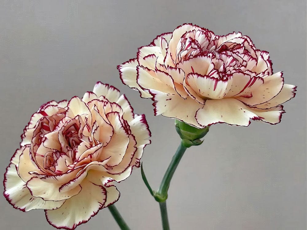Cream Carnation Floral Elegance Wallpaper - Vintage Delicate Blossom Pattern Decor