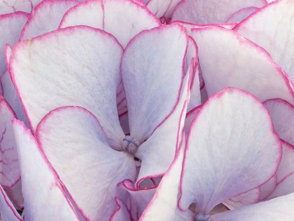 Elegant Hydrangea Blooms Wallpaper: Soft Pink and White Floral Design