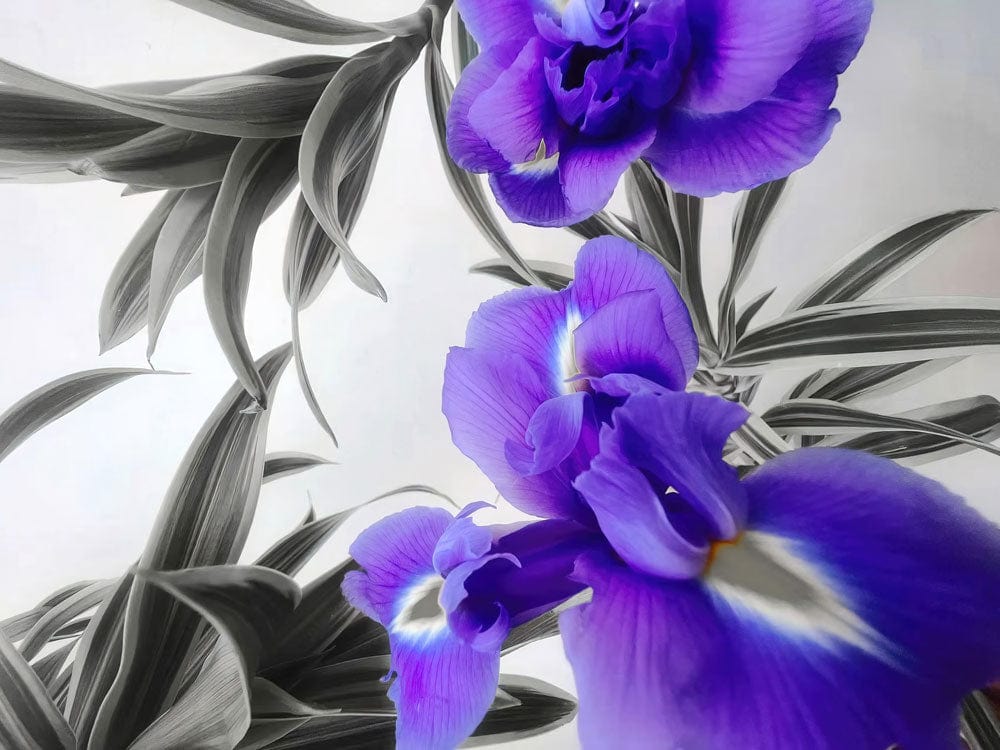 Vibrant Purple Floral Mural Wallpaper with Elegant Grey Leaf Accents