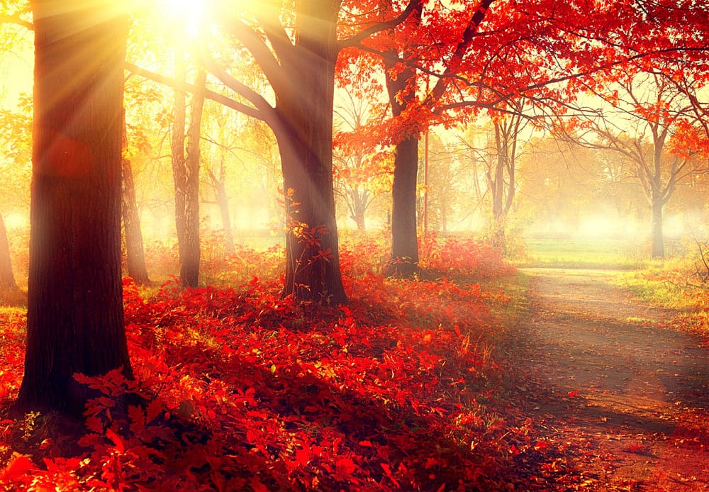Autumnal Sunlit Forest Mural Wallpaper with Vibrant Red Foliage Design