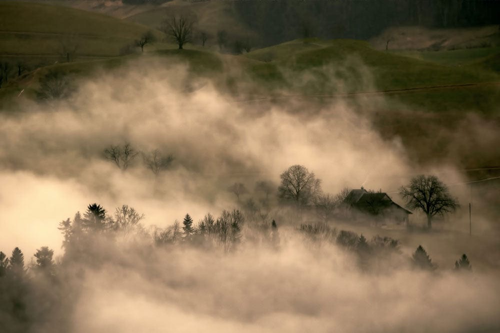 Tranquil Misty Woodland Landscape Mural Wallpaper in Earthy Tones
