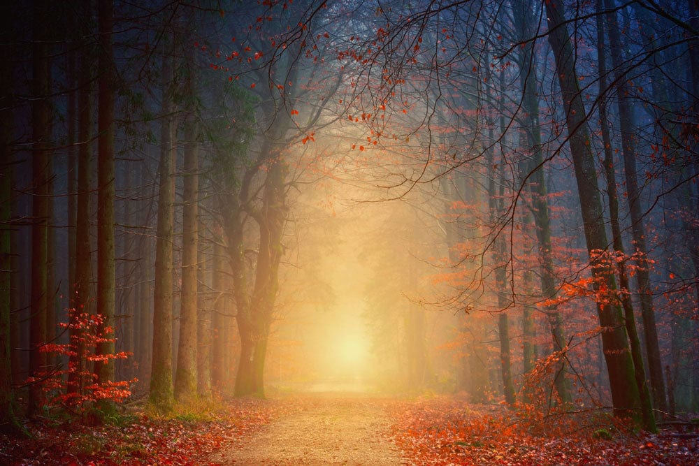 Enchanted Autumn Forest Mural Wallpaper with Sunlight Glow - Deep Hues