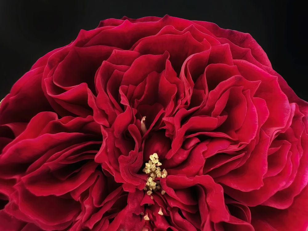 Luxurious Deep Red Floral Bloom Wallpaper with Elegant Petal Detailing