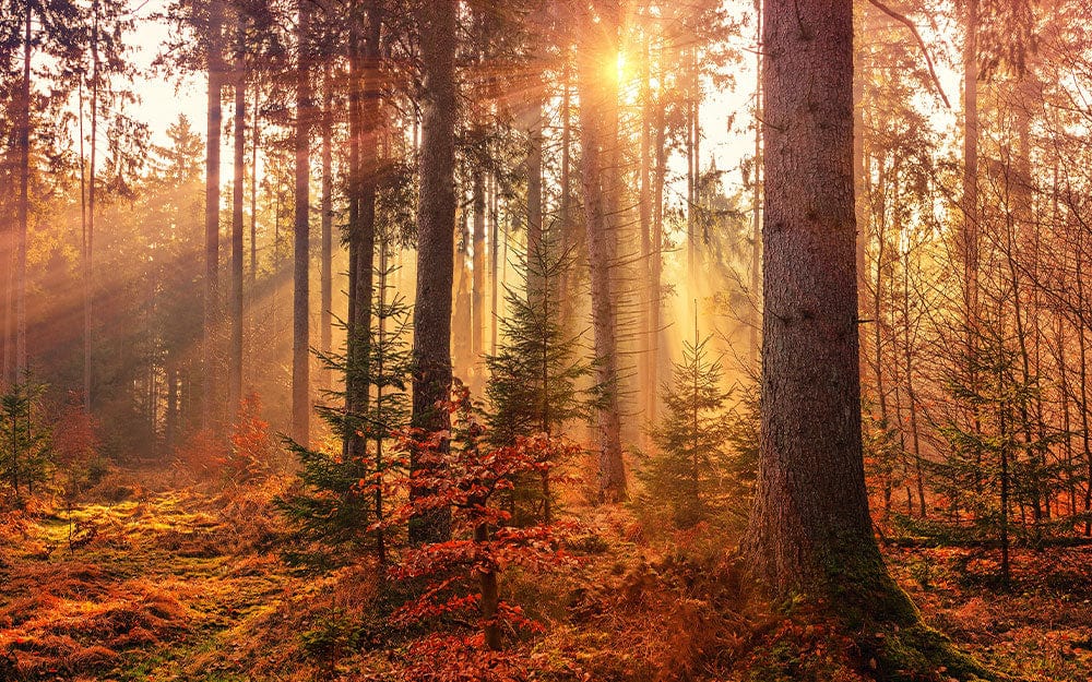 Sunlit Autumn Forest Mural Wallpaper in Warm Earthy Tones UK