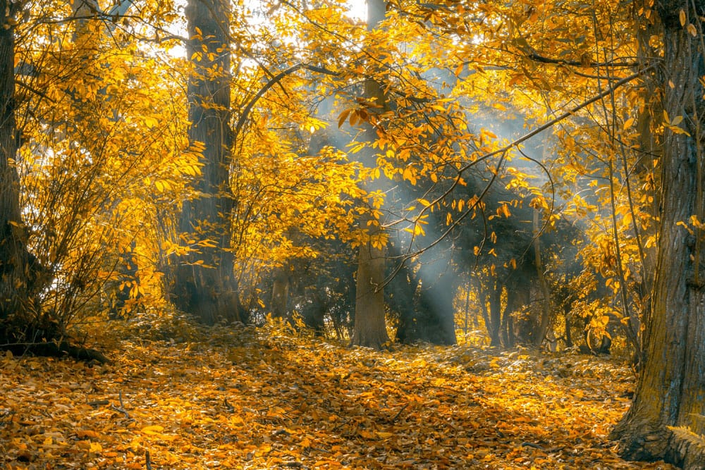 Autumn Radiance Forest Mural Wallpaper in Golden Sunlit Woodland Tones