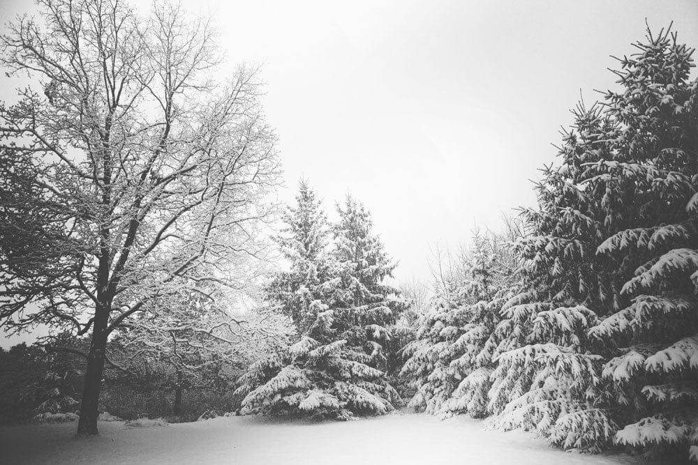 Winter Wonderland Black and White Forest Mural Wallpaper Scenic Design