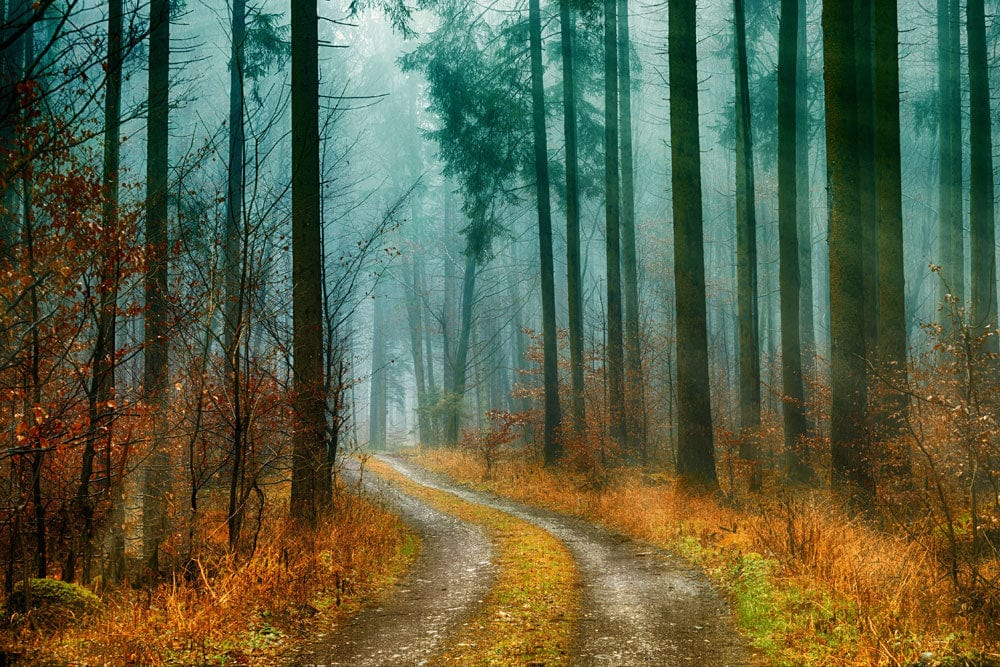 Enchanted Misty Forest Path Scenic Mural Wallpaper in Autumn Colours