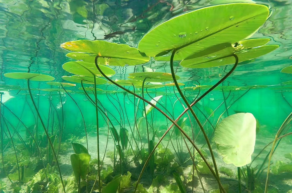 Tranquil Underwater Lily Pond Mural Wallpaper in Calming Green Tones