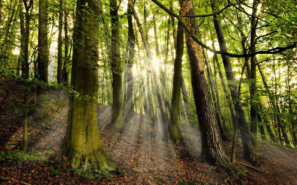 Serene Sunlit Forest Mural Wallpaper Green Nature Landscape Design