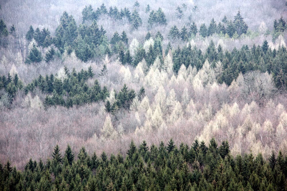 Tranquil Misty Forest Landscape Mural Wallpaper in Serene Green Hues