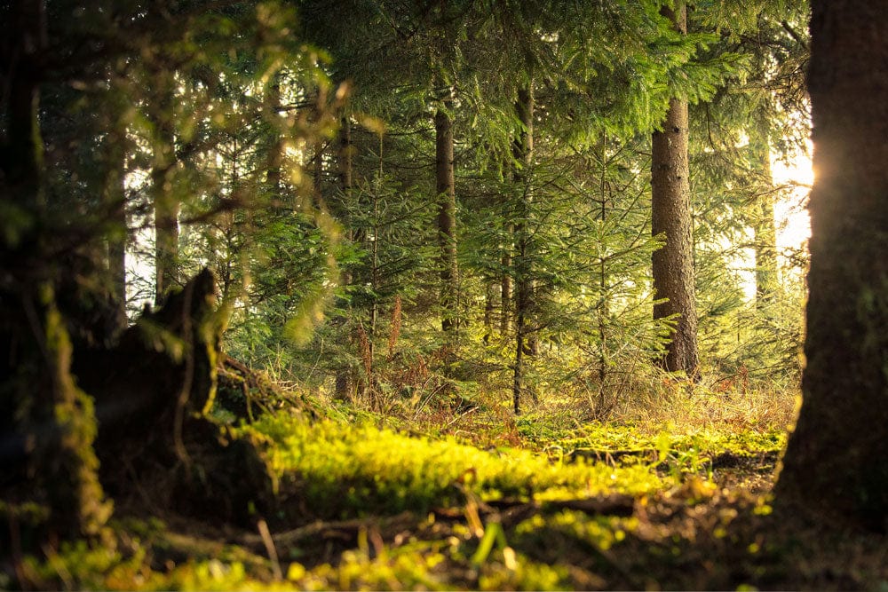 Tranquil Forest Green Nature Mural Wallpaper for Serene Living Spaces