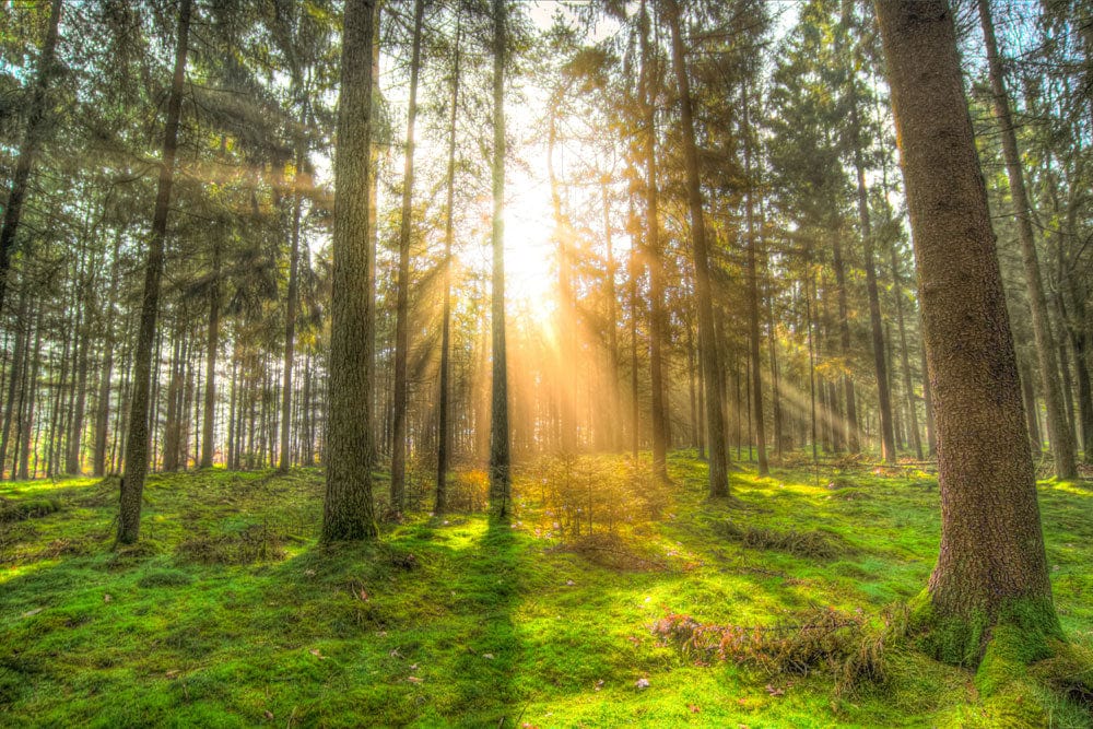 Forest Serenity Sunlit Green Woodland Mural Wallpaper - Nature Inspired Décor