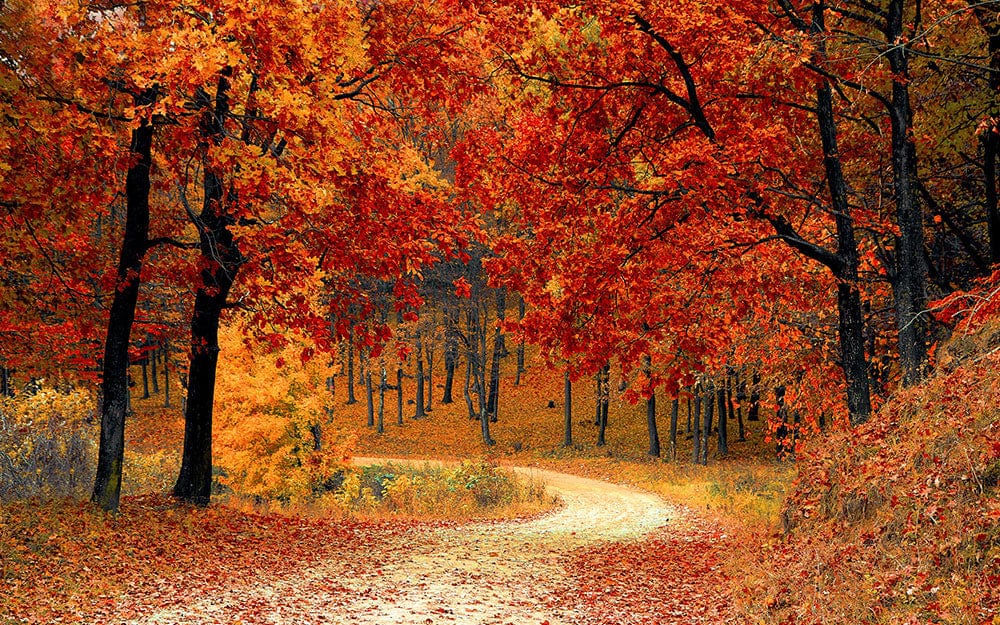 Rustic Autumn Forest Path Wallpaper Mural - Vibrant Orange and Red Design
