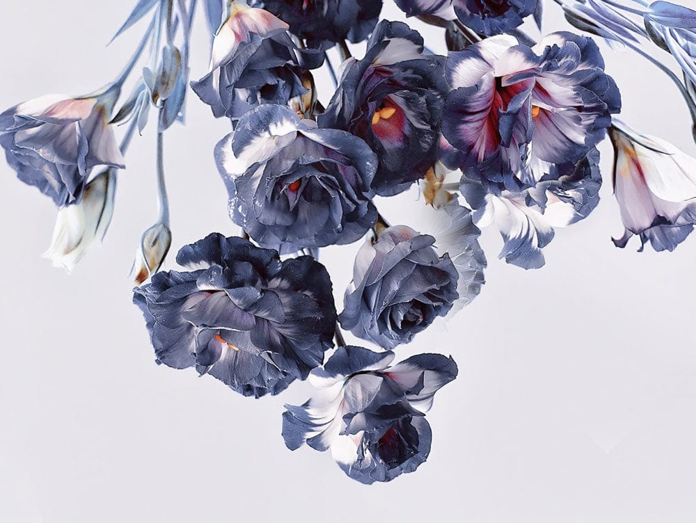 Elegant Midnight Floral Mural Wallpaper - Dark Blue and White Blooms