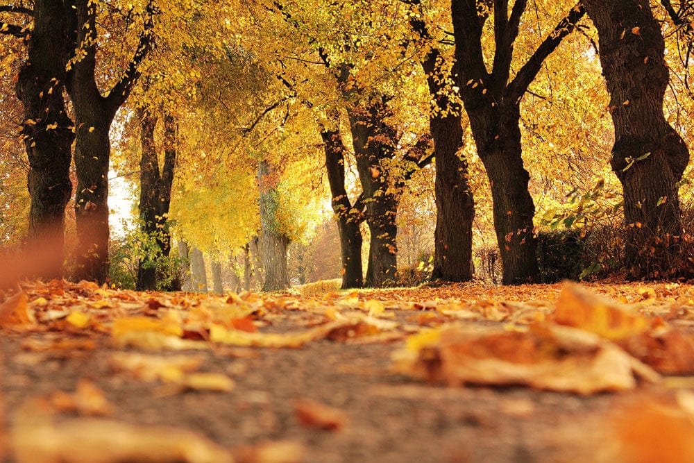 Golden Autumn Pathway Mural Wallpaper - Warm Leafy Landscape Design