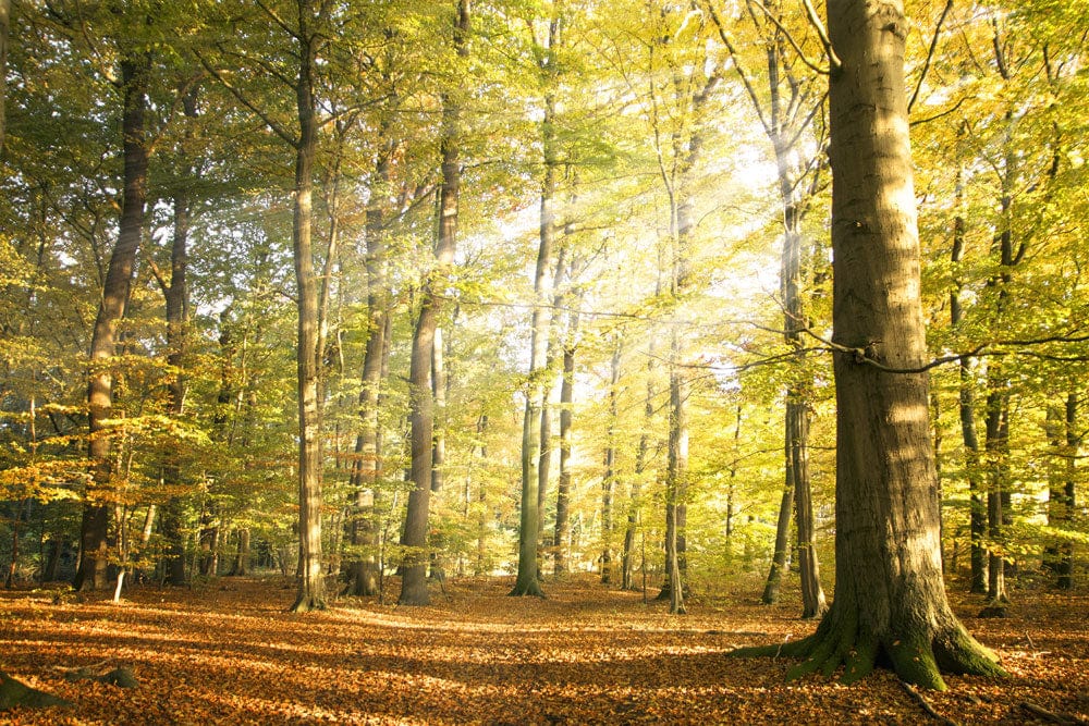 Golden Autumn Forest Mural Wallpaper, Sunlit Trees Natural Serenity Decor