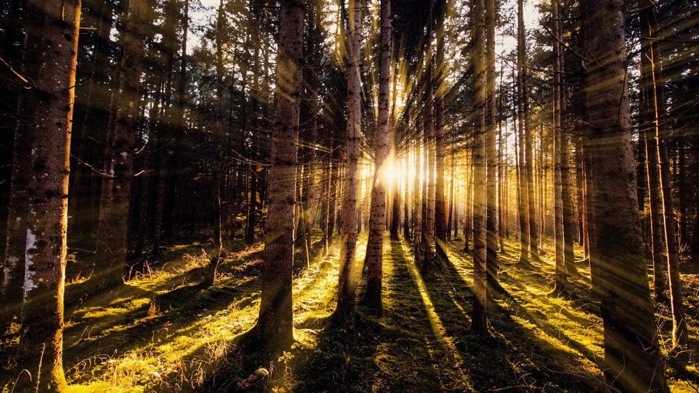 Golden Forest Sunrise Mural Wallpaper: Nature's Sunlit Serenity in Warm Tones